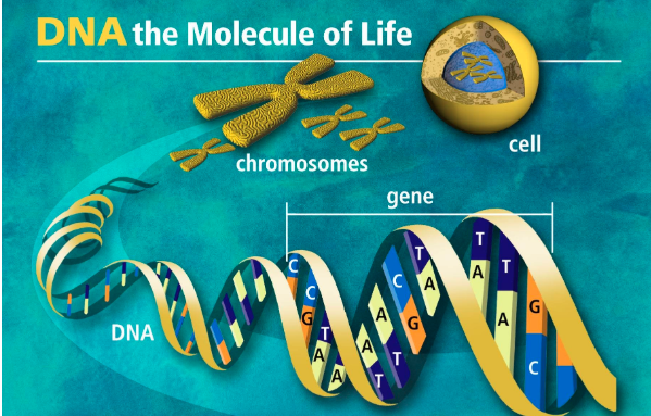 DNA（脱氧核糖核酸）是遗传信息的载体