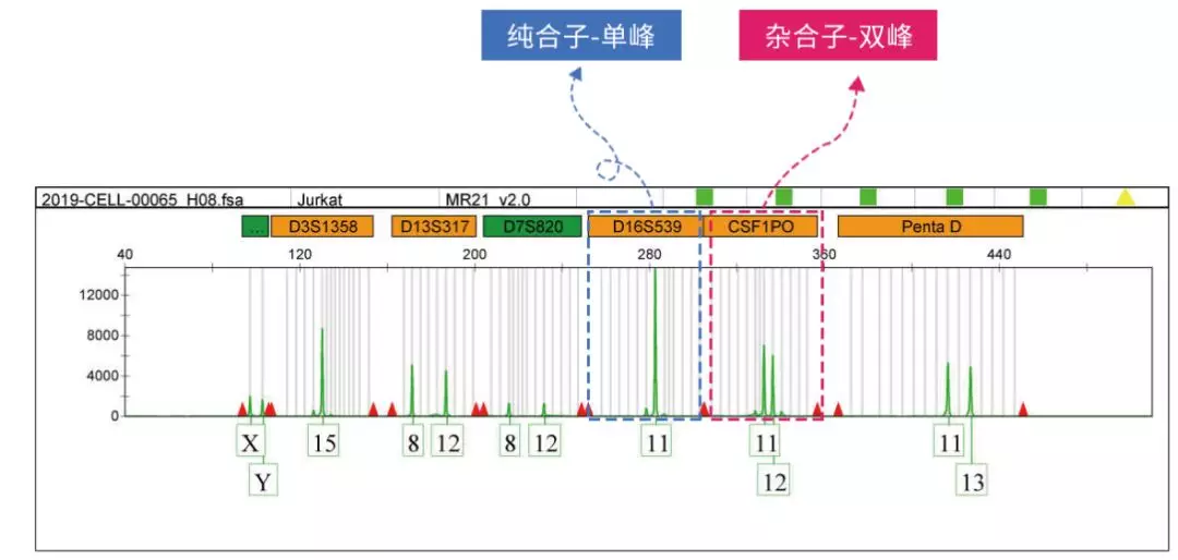 DNA鉴定的工作原理：短串联重复（STR）技术详解