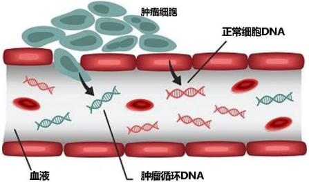 细胞游离DNA（cfDNA）：探索循环遗传信息的潜力