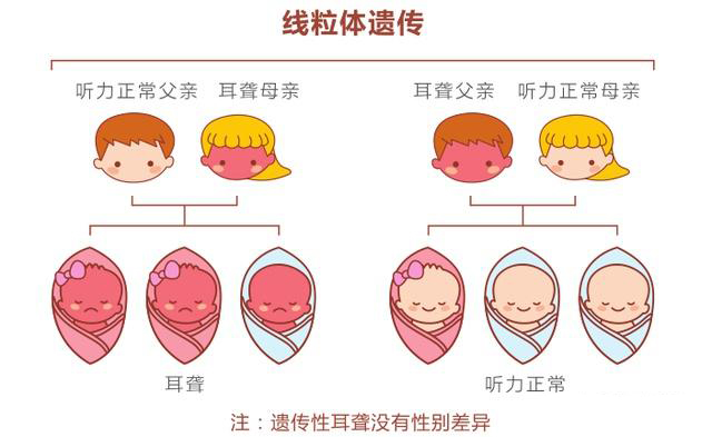 母系遗传学：如何用DNA追溯母亲和孩子的血缘