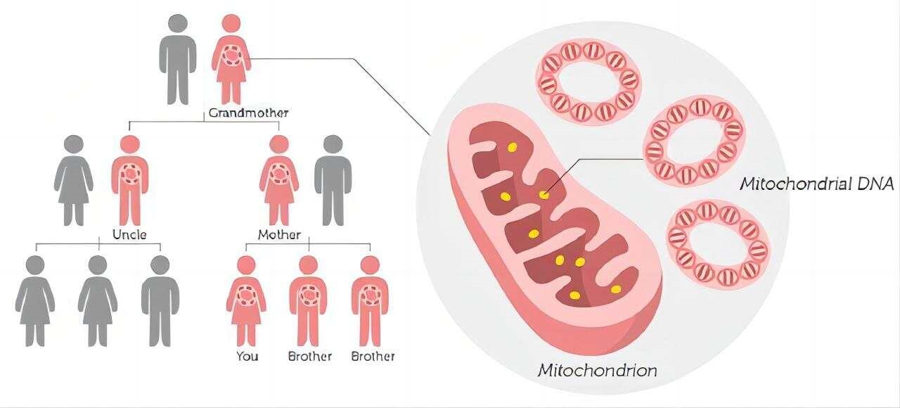 母系遗传学：如何用DNA追溯母亲和孩子的血缘